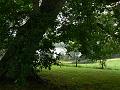 Oak tree, Sharpham Estate P1120531